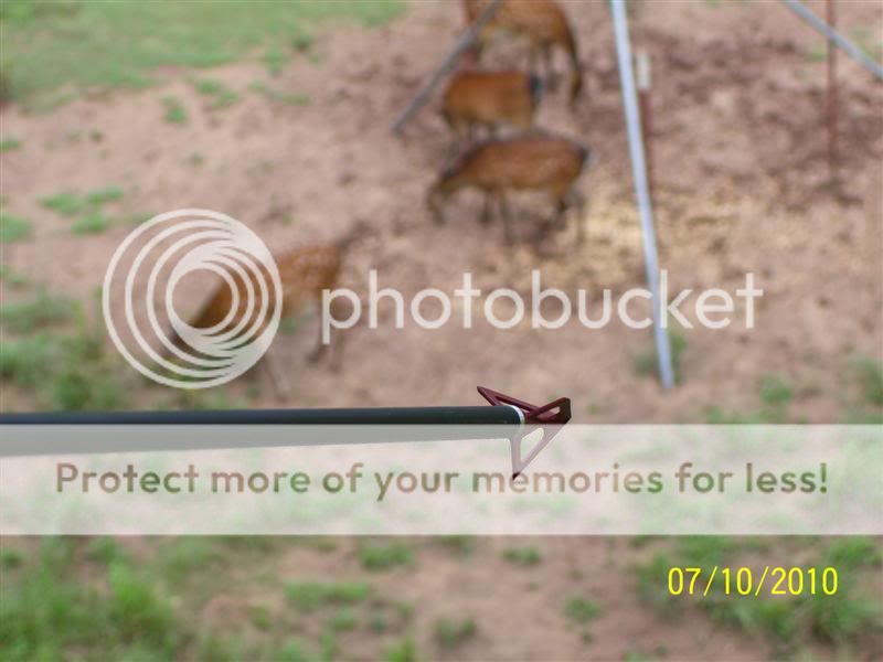 Red Feather Archery Phoenix broadhead Archery Talk Forum